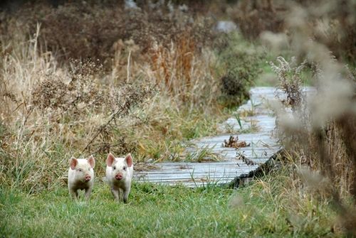 我們的環(huán)境會好嗎？——“數(shù)說”大氣、水、土壤污染防治三大戰(zhàn)役